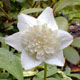 Photo miniature Anémone Vestal