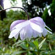 Photo miniature Anemonopsis macrophylla Double flower