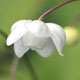 Photo miniature Anemonopsis macrophylla White flower