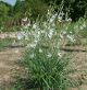miniature Anthericum lilliago