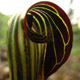 Photo miniature Arisaema Griffithii
