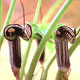 Photo miniature Arisaema Kiushianum