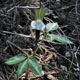 Photo miniature Arisaema Sikokianum Pattern Leaves