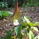 Photo miniature Arisaema Sikokianum