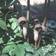 Photo miniature Arisaema Urashima
