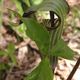 Photo miniature Arisaema