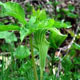 Photo miniature Arisaema ovale