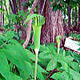 Photo miniature Arisaema peninsulae
