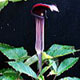Photo miniature Arisaema serratum mayebarae