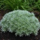 miniature Artemisia Silver Mound
