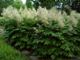 miniature Aruncus dioicus sylvestris
