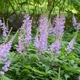 miniature Astilbe Pumila