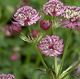 miniature Astrantia Abbey Road