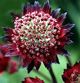 miniature Astrantia Bloody Mary