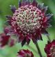 miniature Astrantia Moulin Rouge