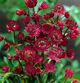 miniature Astrantia Ruby Wedding