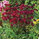 miniature Astrantia Venice