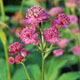 miniature Astrantia Star of Beauty