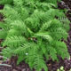 miniature athyrium Minutissima