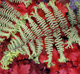 miniature athyrium Oceans fury