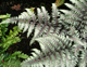 miniature athyrium Pewter lace
