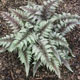 miniature athyrium Regal Red