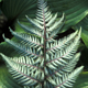 miniature athyrium Silver Falls
