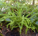 miniature athyrium Frizelliae