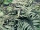 miniature Athyrium niponicum pictum