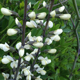 miniature Baptisia Alba