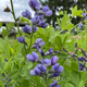 miniature Baptisia Australis
