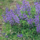 miniature Baptisia Blueberry Sundae
