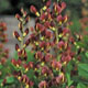 miniature Baptisia twilite prairie blues