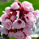 miniature Bergenia Bach