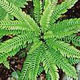 miniature athyrium Blechnum Spicant