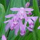 Photo miniature Bletilla striata