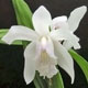 Photo miniature Bletilla striata alba