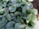 miniature Brunnera Jack Frost