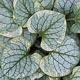 miniature Brunnera King's Ransom