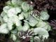 miniature Brunnera Looking Glass