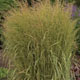 miniature calamagrostis Eldorado