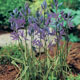 miniature Camassia Blue Melody 