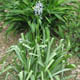miniature Camassia caucasica 