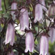 miniature Campanule Silver Bells 
