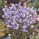 miniature Campanule La Belle 