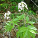 Photo miniature Cardamine heptaphylla