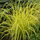 miniature Carex Bowles Golden