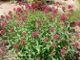 miniature Centranthus ruber