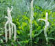 Photo miniature Chamaelirium luteum