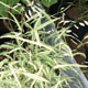 miniature Chasmanthium River Mist